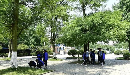 成都雙流中學實驗學校校園綠蔭