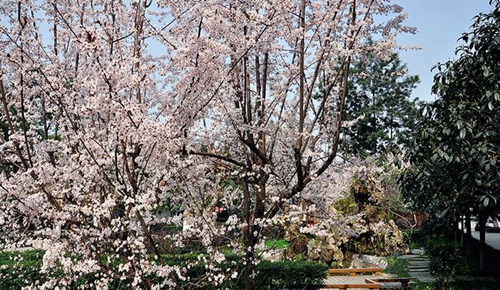 成都市中和中學(xué)校園春花