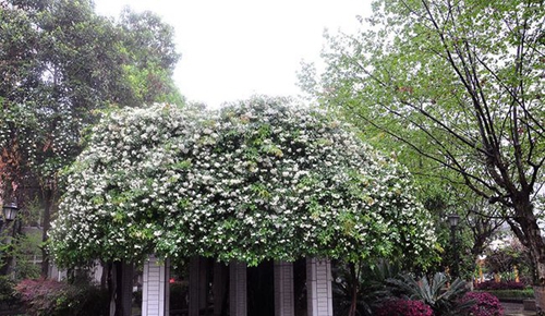 成都市中和中學(xué)校園景致