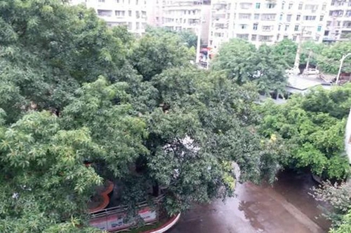 威遠縣自強中學學校風景