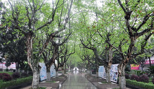 雁江區(qū)中和中學(xué)樹林
