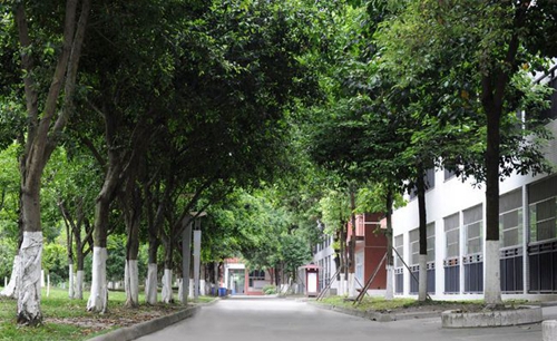 成都市新都香城中學林蔭道
