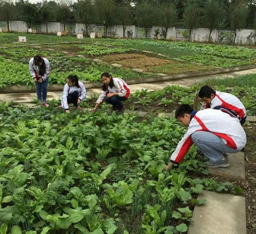 四川省彭州市濛陽中學(xué)拔草