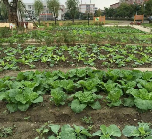 四川省彭州市濛陽中學(xué)別樣校園