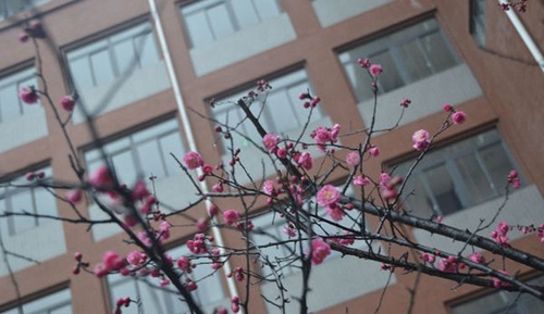 成都七中萬(wàn)達(dá)學(xué)校(國(guó)際部)春梅花開(kāi)