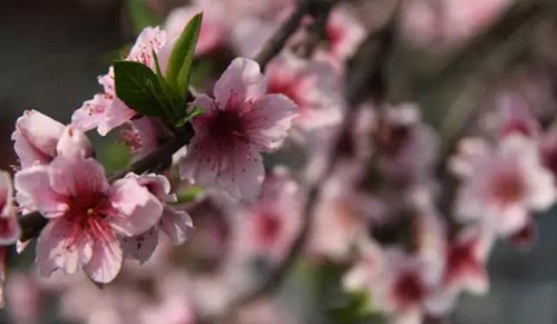 四川師范大學(xué)附屬中學(xué)外國語學(xué)校春季花團錦簇