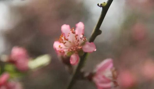 四川師范大學(xué)附屬中學(xué)外國語學(xué)校春季花團錦簇2