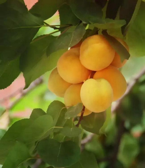 四川師范大學(xué)附屬中學(xué)外國語學(xué)校夏季果實飄香