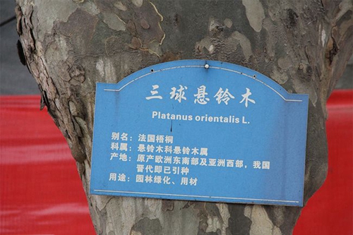 四川省成都市第四十九中學(xué)校法國(guó)梧桐