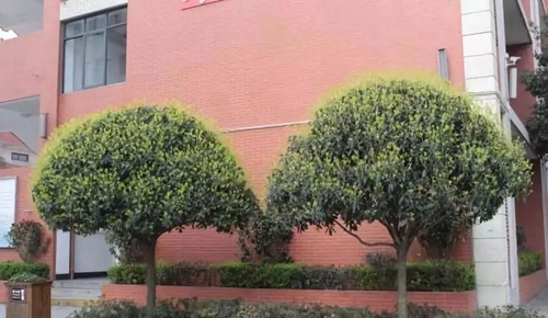 成都市第三十七中學(xué)校校園一角