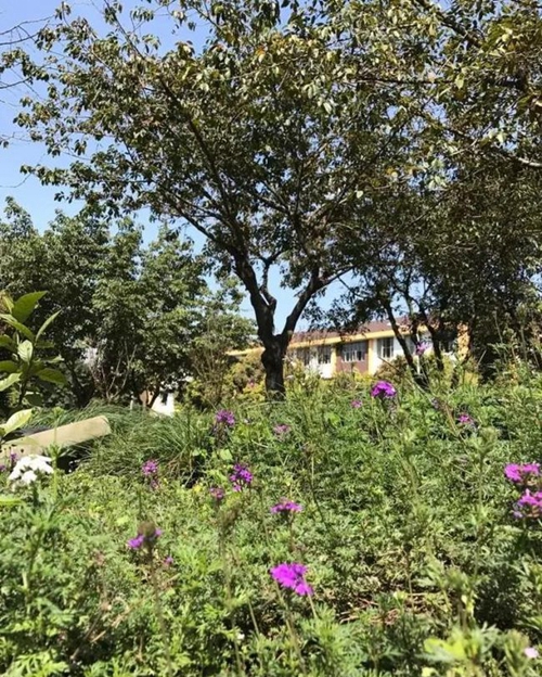 成都市第三十八中學校草坪