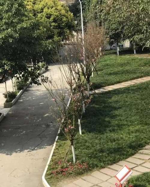 成都市第三十八中學校校園行道