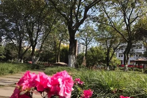 成都市第三十八中學校校園綠化