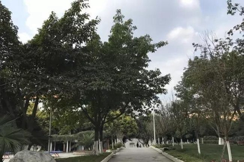 成都市第三十八中學校校園綠樹