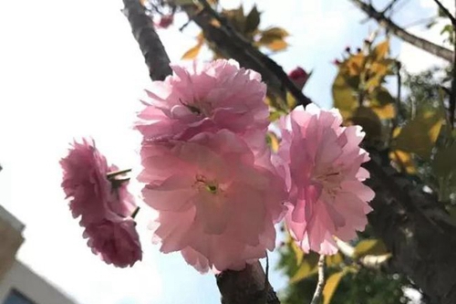 成都市第三十八中學校校園桃花