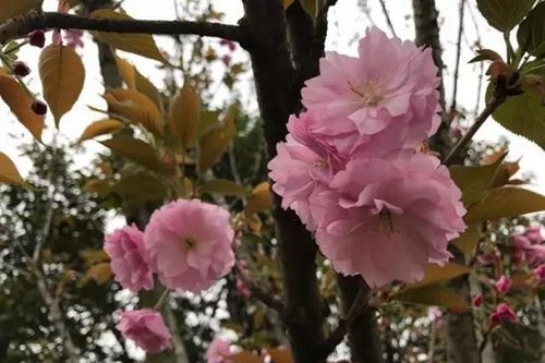 成都市第三十八中學校校園鮮花