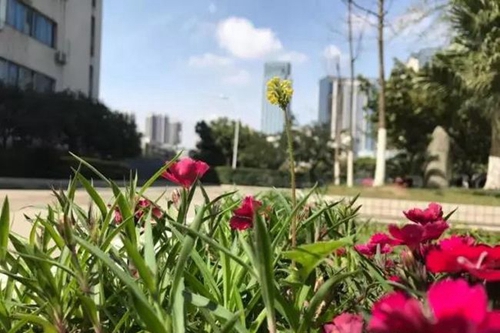 成都市第三十八中學校校園一角