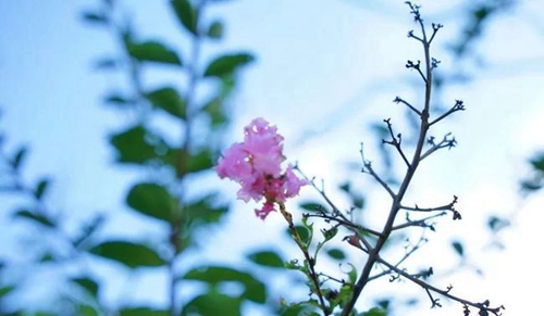 成都城投驛都·美中國(guó)際GIA學(xué)校鮮花
