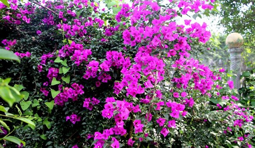 樂山市嘉州衛(wèi)生職業(yè)學(xué)校學(xué)?；▓@