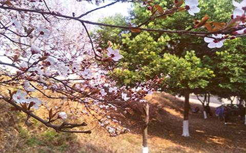吉林電子信息職業(yè)技術(shù)學(xué)院機(jī)電一體化技術(shù)專業(yè)課程設(shè)置有哪些